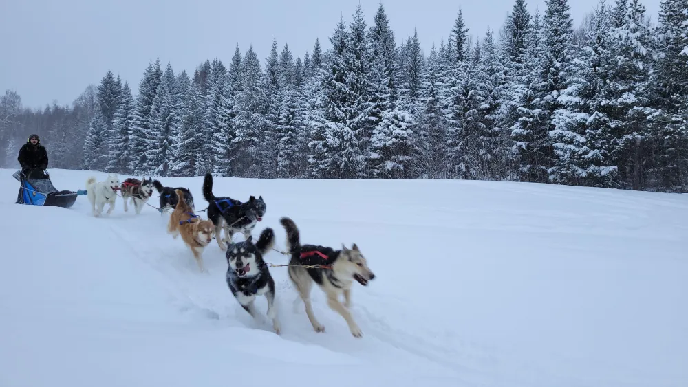Hundspannsturer med VitaNorse