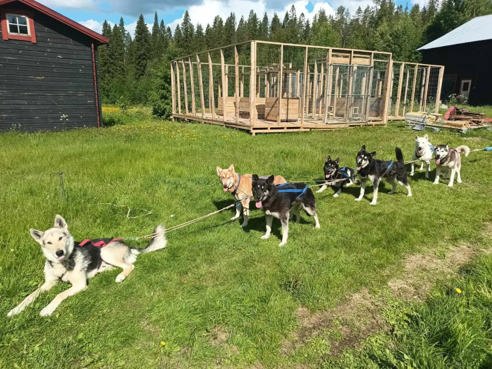 Hundspannsturer med VitaNorse