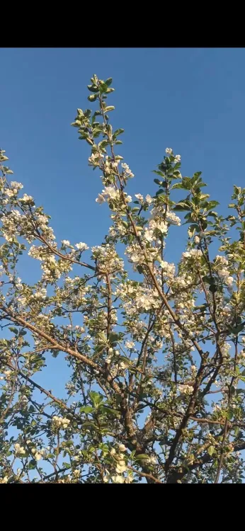 Sommarkonsert i Äppelbacken 