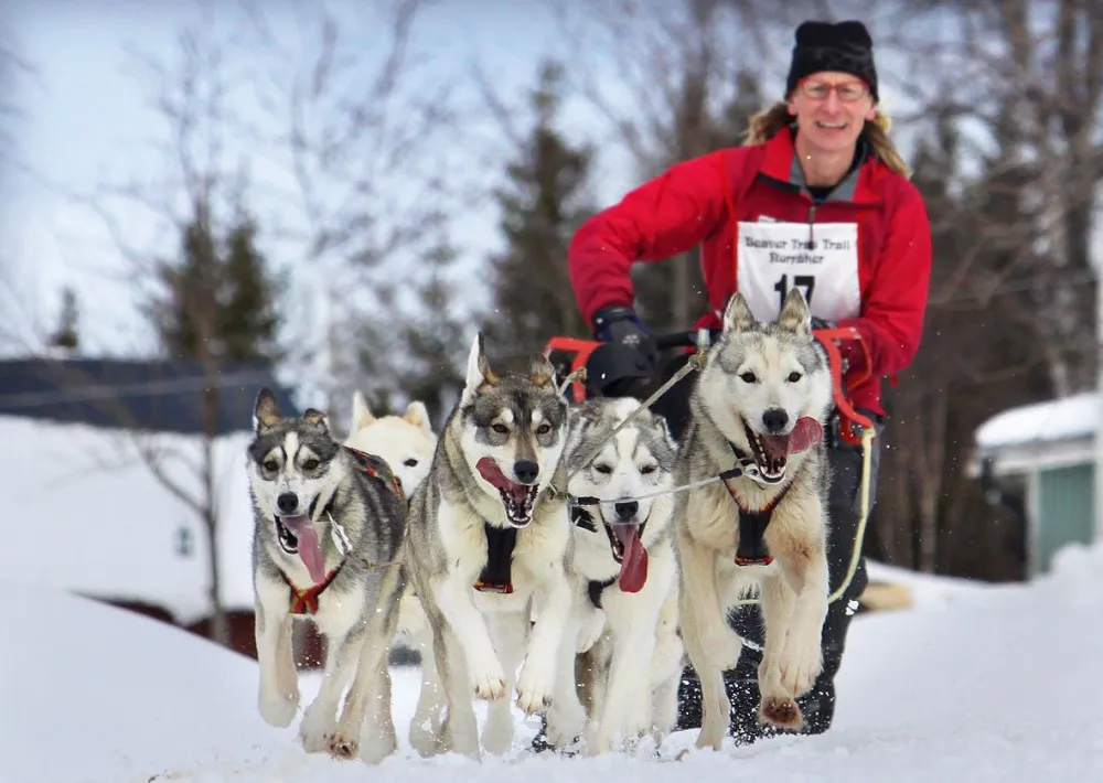 Dog sled ride with Hedlunda Husky