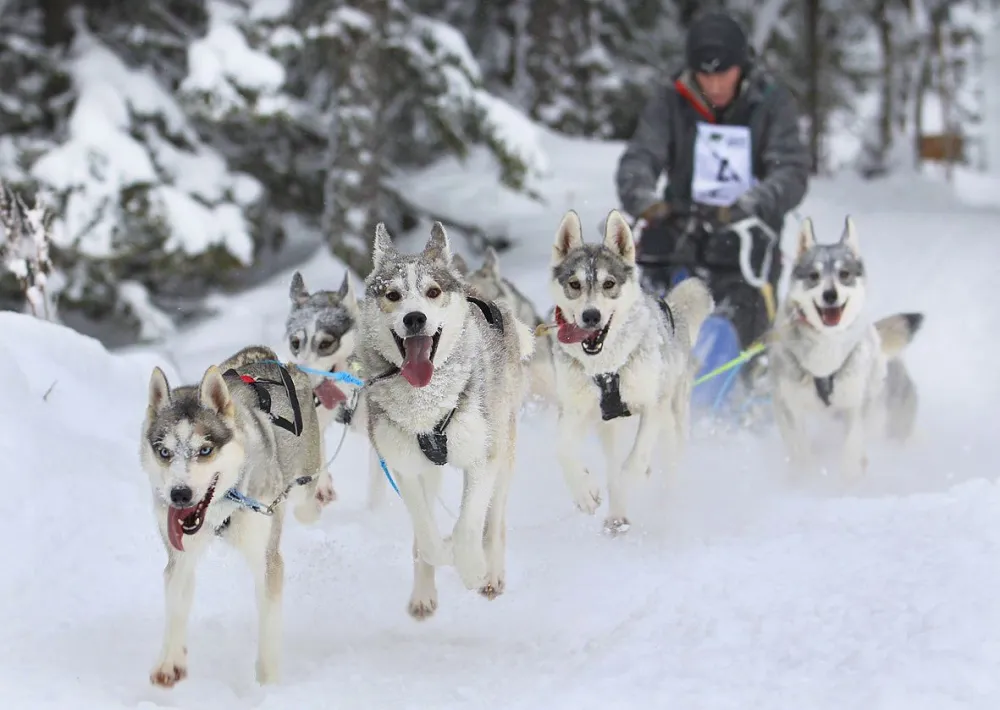 Dog sled ride with Hedlunda Husky