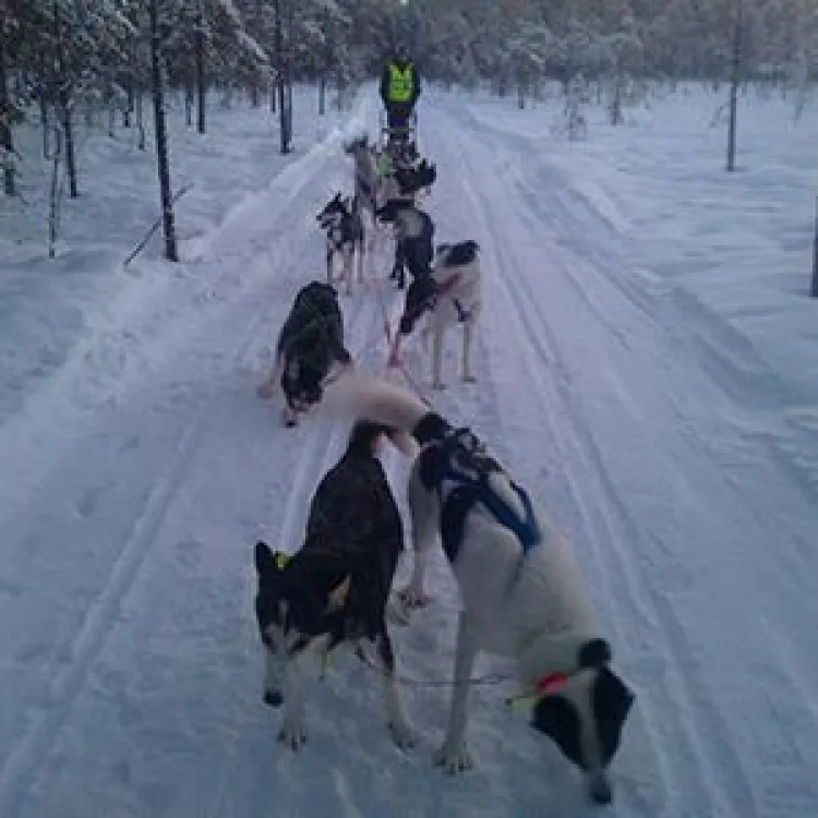 Hundspannstur med River Lake Huskies