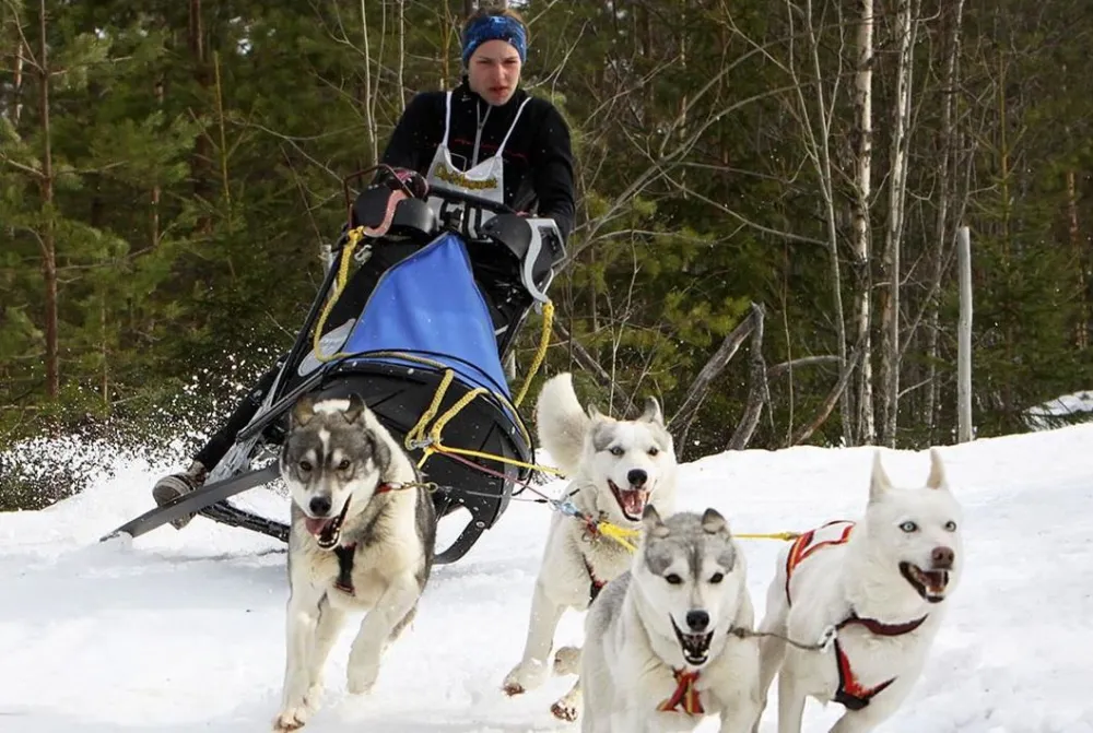 Dog sled ride with Hedlunda Husky