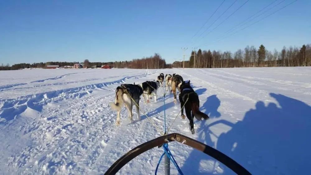 Hundspannstur med River Lake Huskies