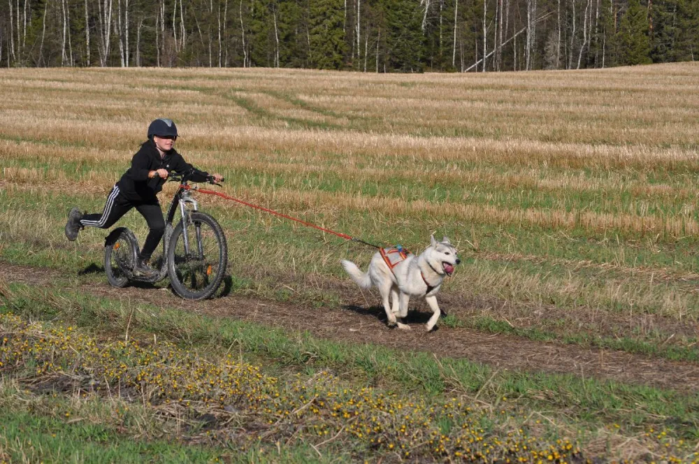 Hedlunda husky barmark