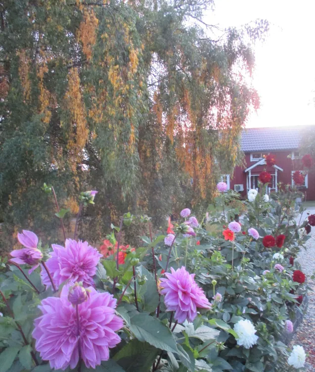 Garden in Ultervattnet