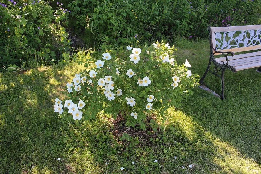 Rosa Aurora Borealis, show rose garden